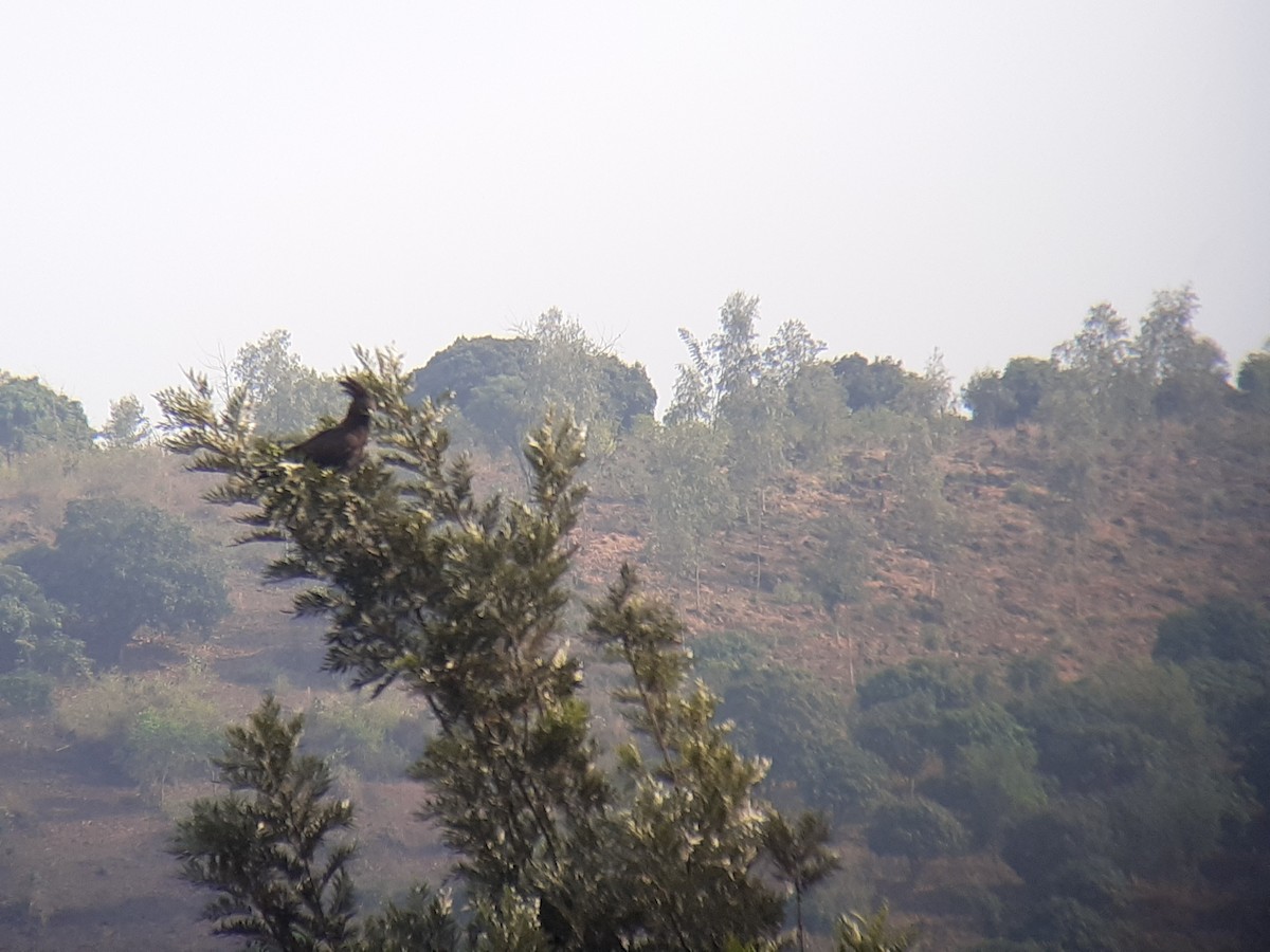 Long-crested Eagle - ML641294510