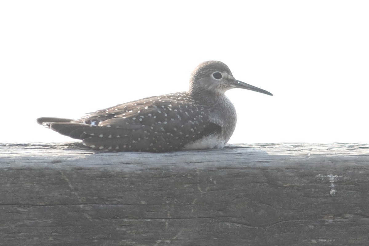 Solitary Sandpiper - ML641294520