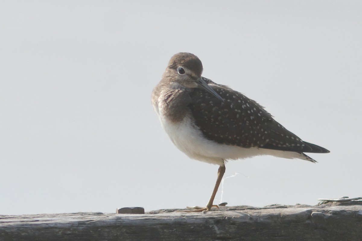 Solitary Sandpiper - ML641294521