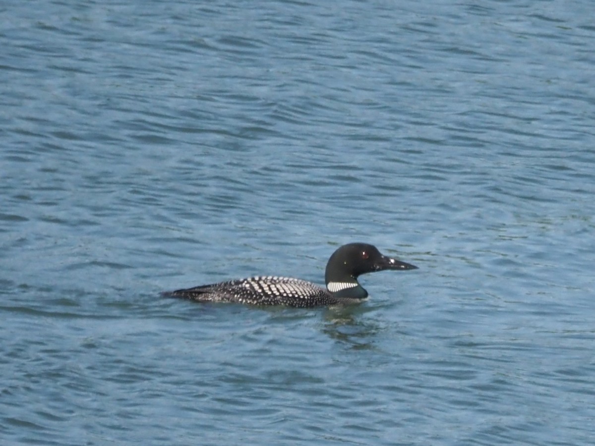 Common Loon - ML641294533