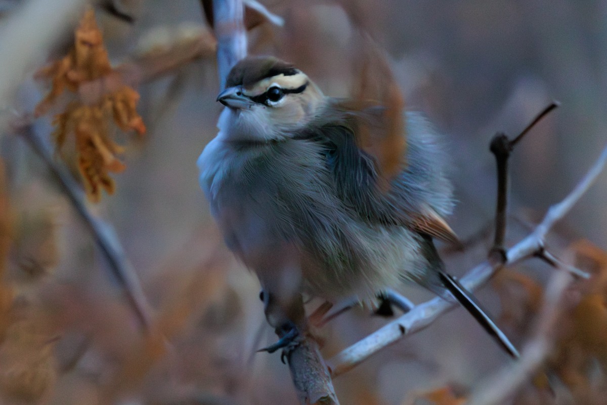 Brown-crowned Tchagra - ML641294534