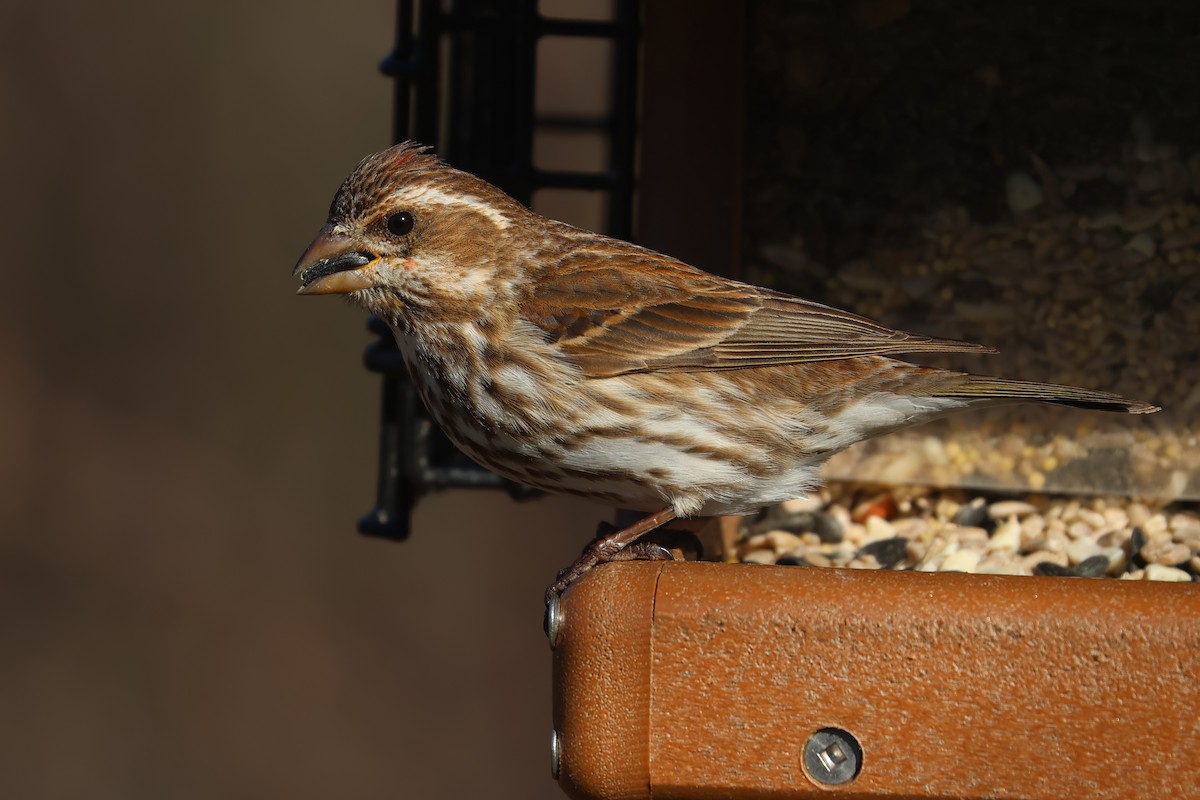 Purple Finch - ML641294568