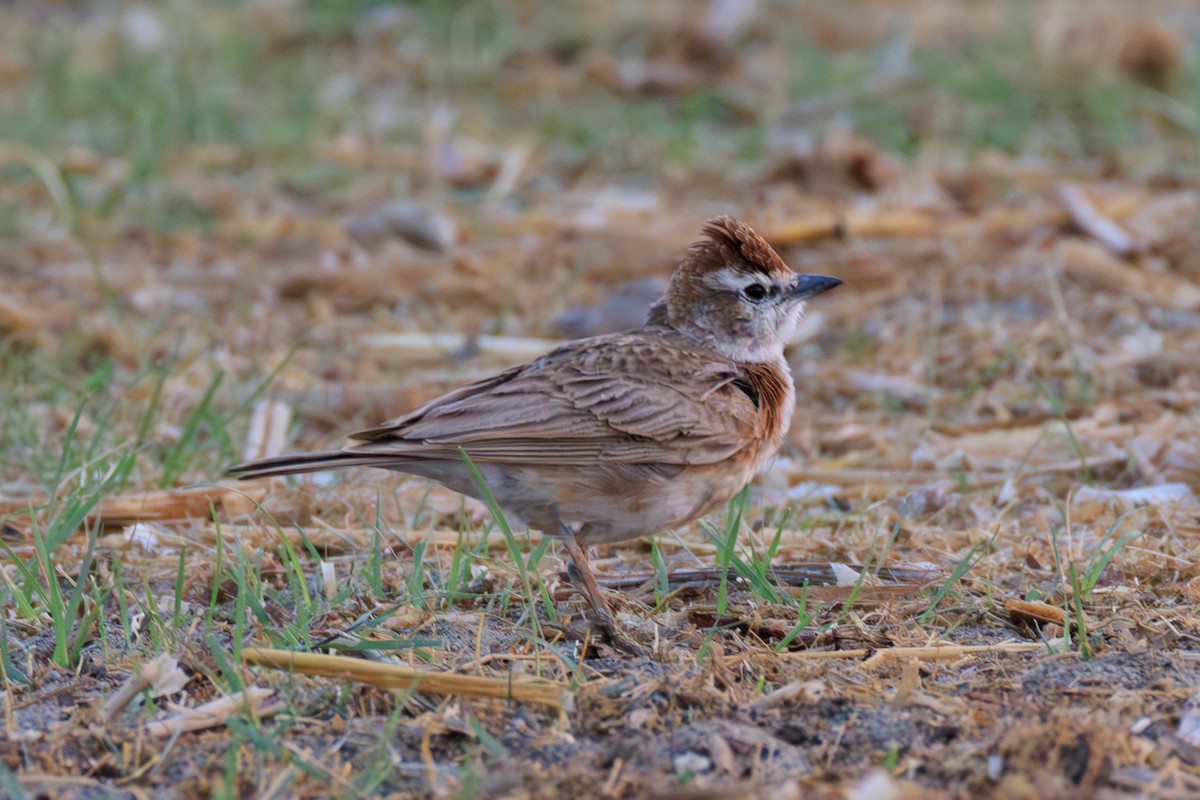 Red-capped Lark - ML641294574