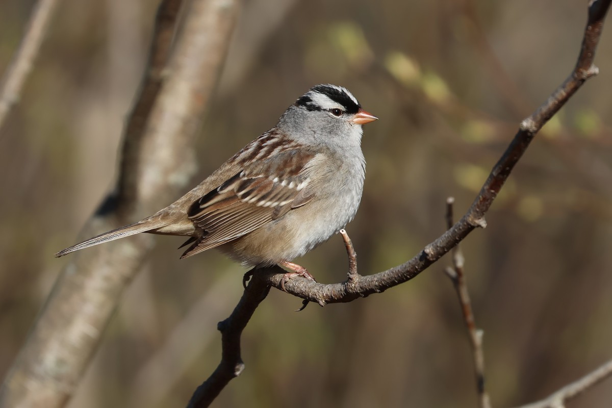 White-crowned Sparrow - ML641294586