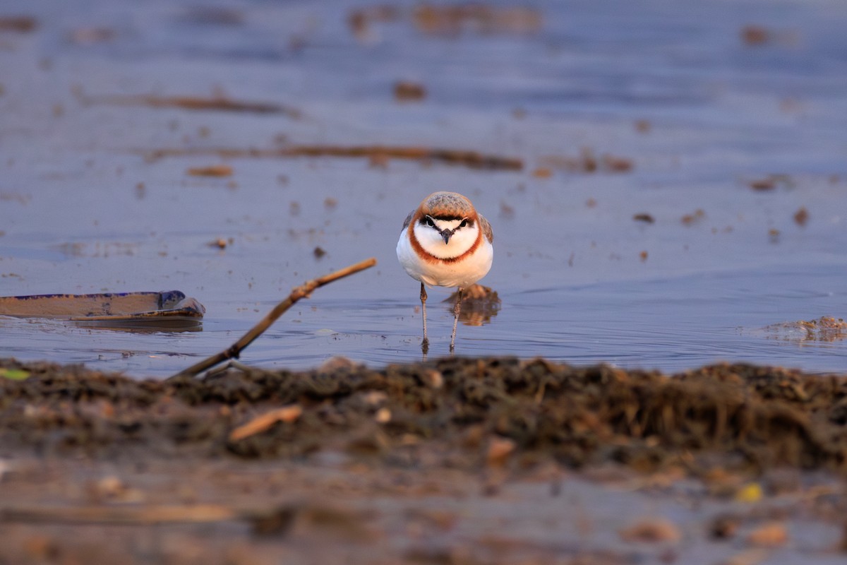 Chestnut-banded Plover - ML641294604