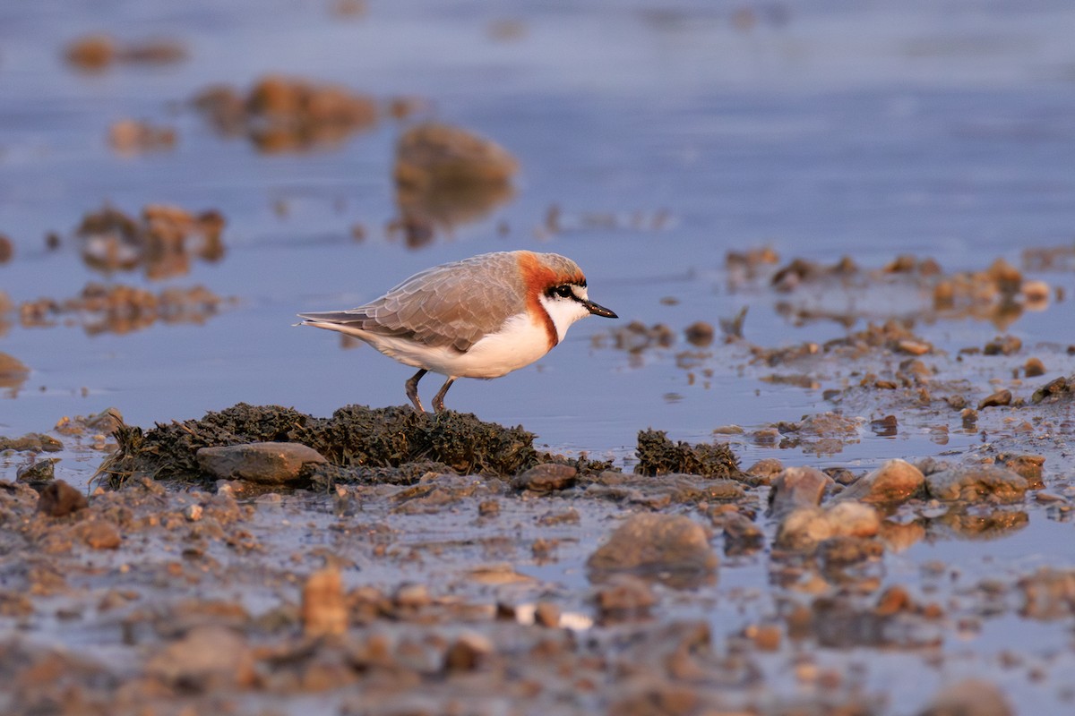 Chestnut-banded Plover - ML641294605