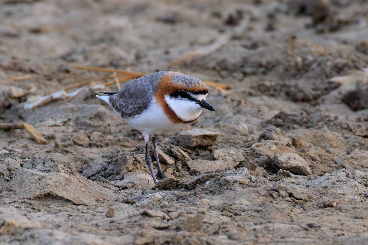 Chestnut-banded Plover - ML641294606