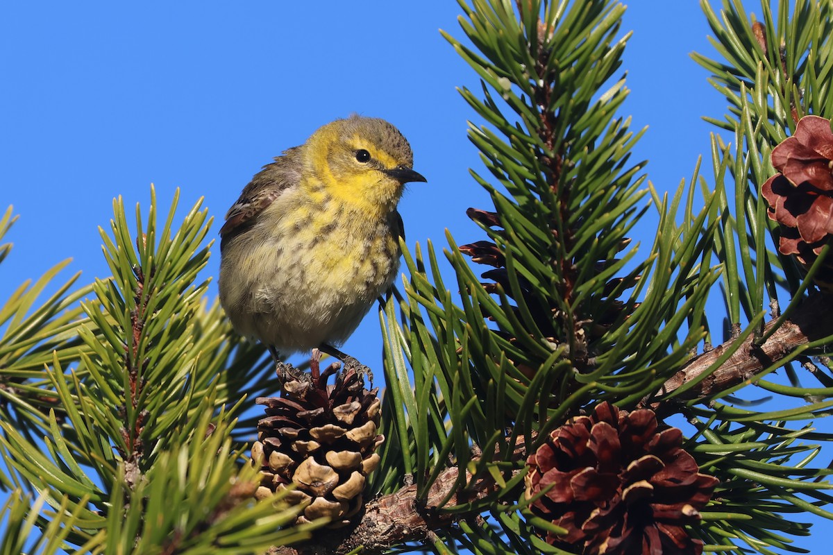 Cape May Warbler - ML641294608