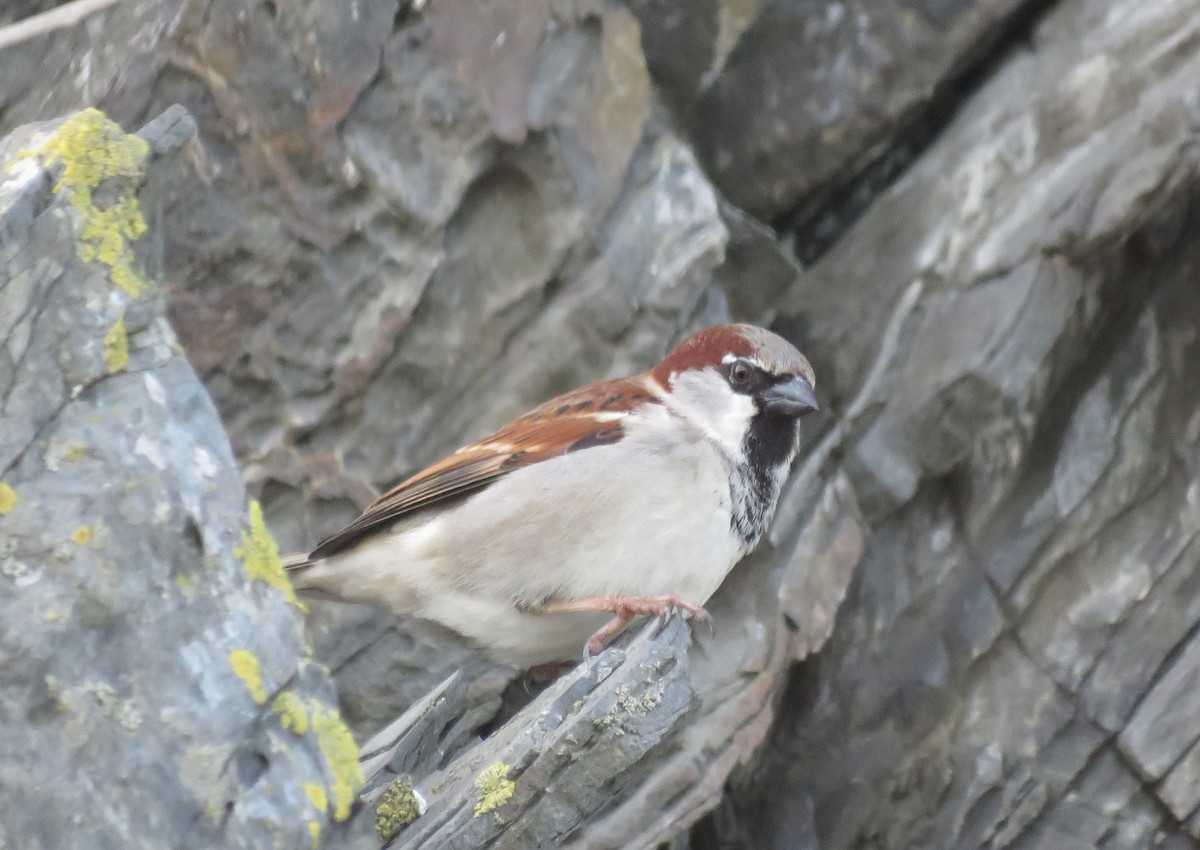 House Sparrow - ML641294609