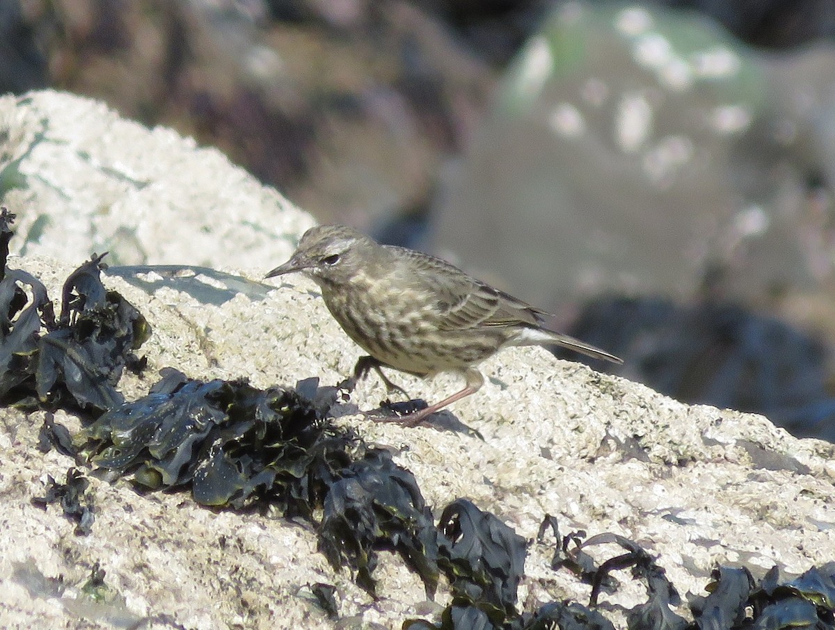 Rock Pipit - ML641294643