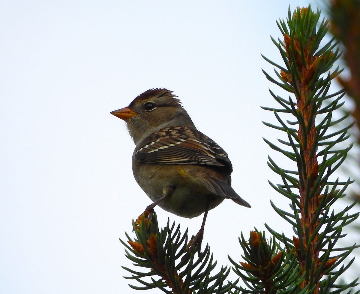 White-crowned Sparrow - ML641294646