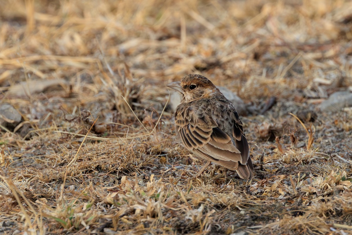 Fischer's Sparrow-Lark - ML641294650