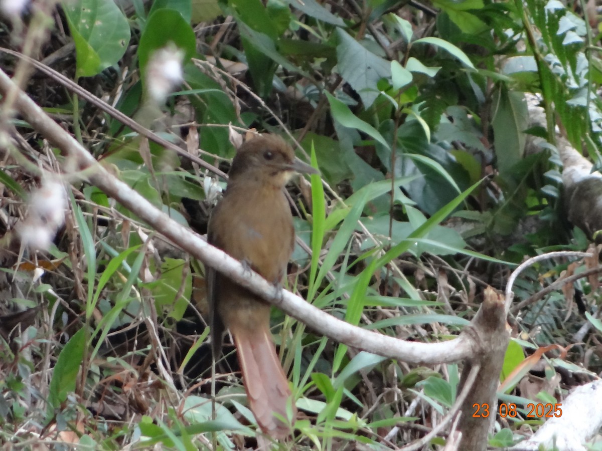 Plain-winged Woodcreeper - ML641294672