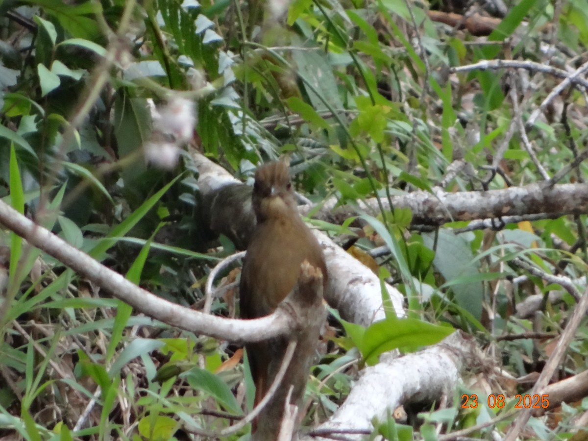 Plain-winged Woodcreeper - ML641294673