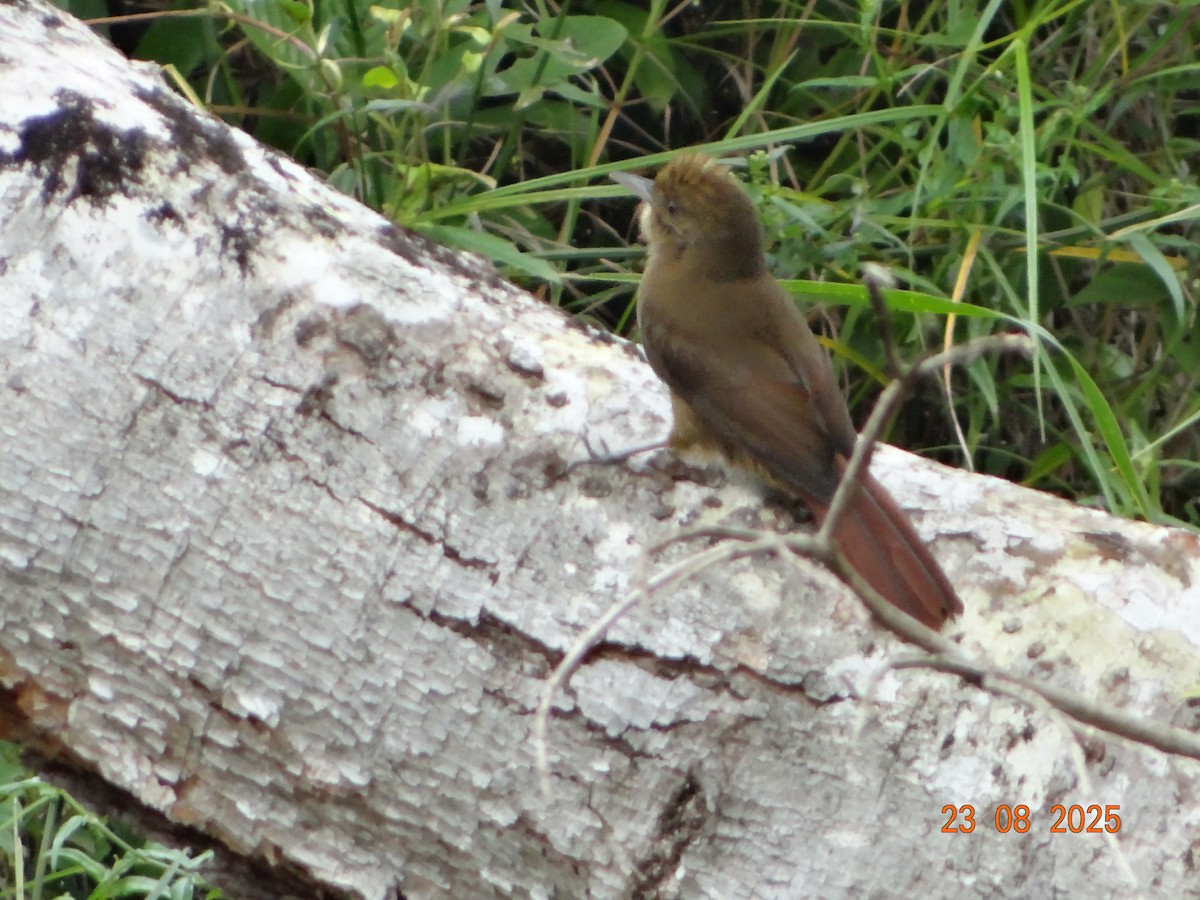 Plain-winged Woodcreeper - ML641294674