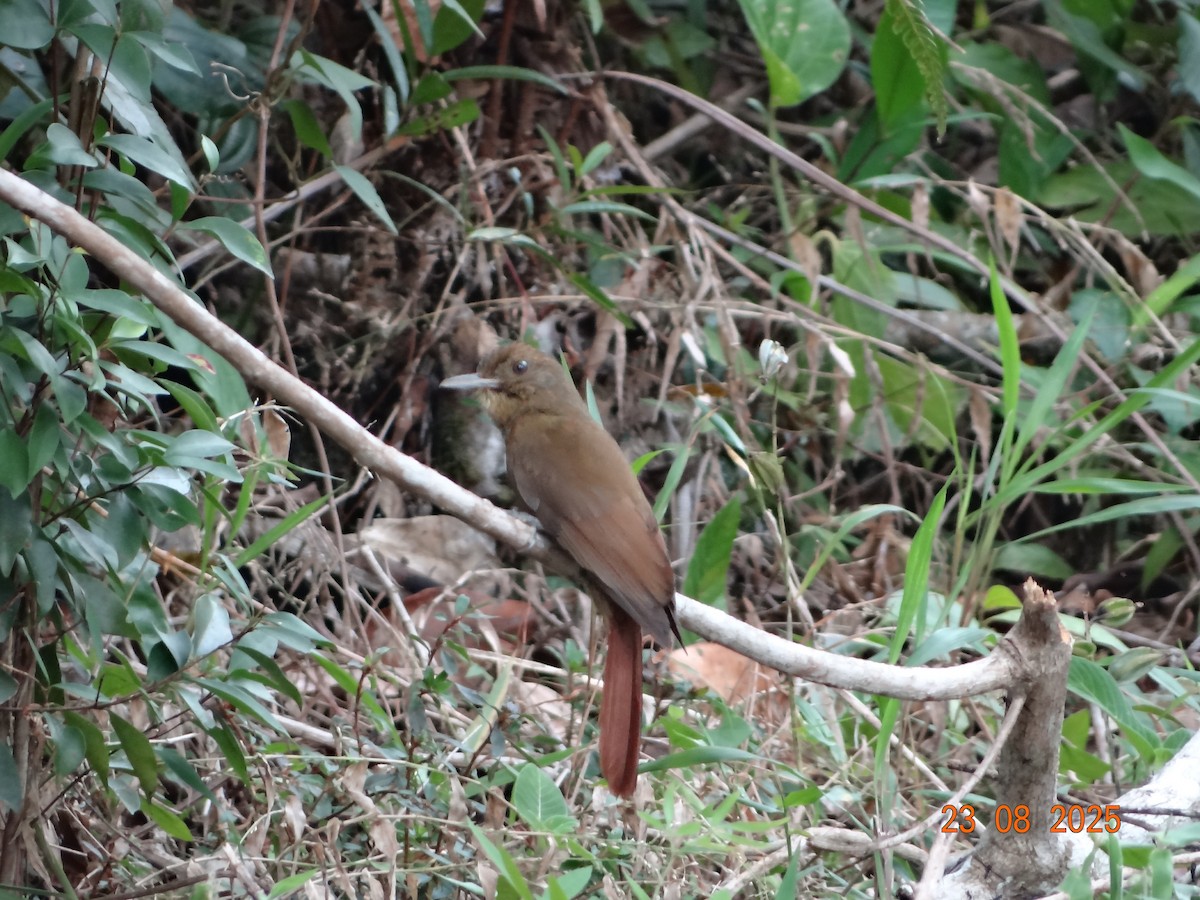 Plain-winged Woodcreeper - ML641294675
