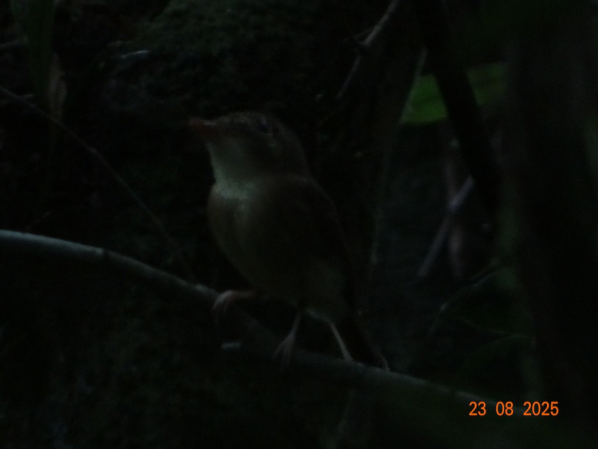 Russet-winged Spadebill - ML641294695