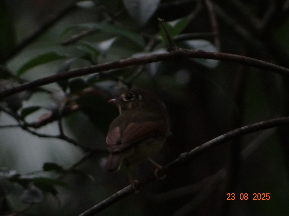 Russet-winged Spadebill - ML641294696