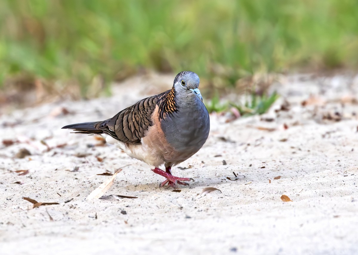 Bar-shouldered Dove - ML641294734