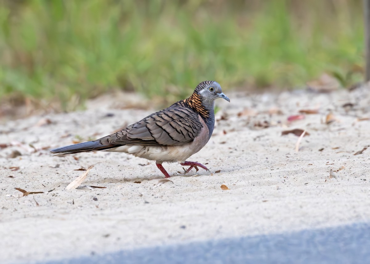 Bar-shouldered Dove - ML641294736