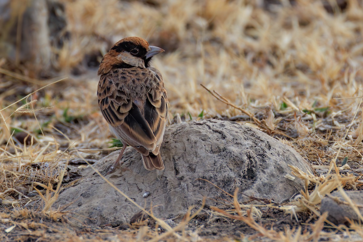 Fischer's Sparrow-Lark - ML641294767