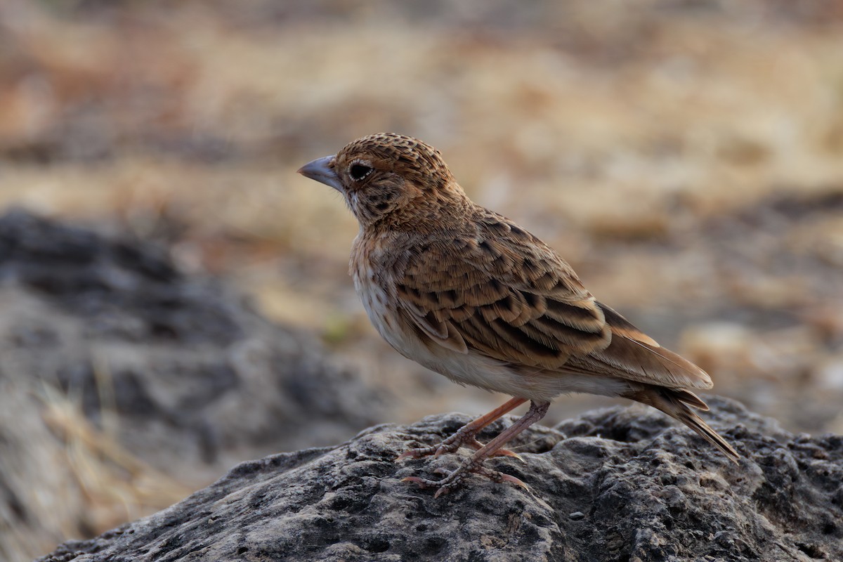 Fischer's Sparrow-Lark - ML641294768