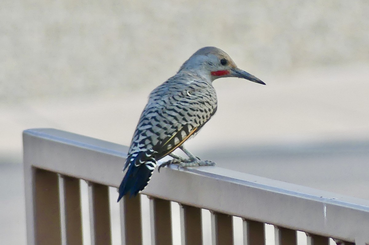 Gilded Flicker - ML641294769