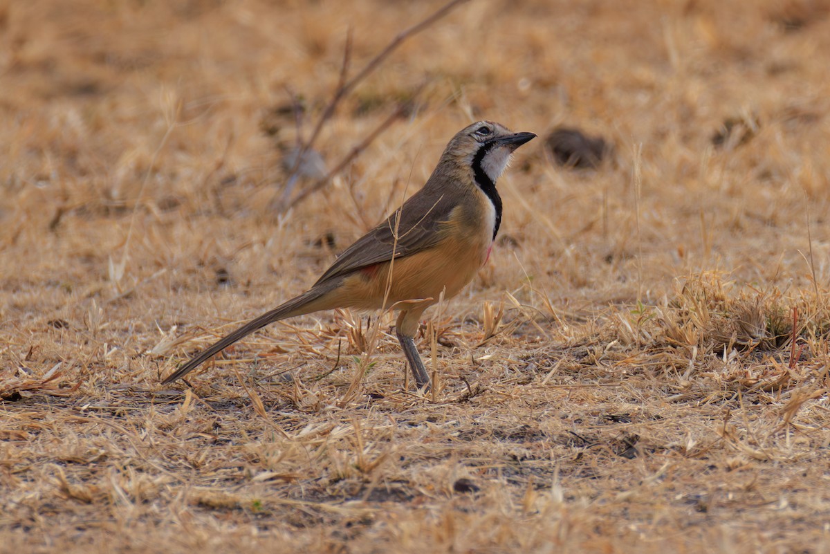 Rosy-patched Bushshrike - ML641294786