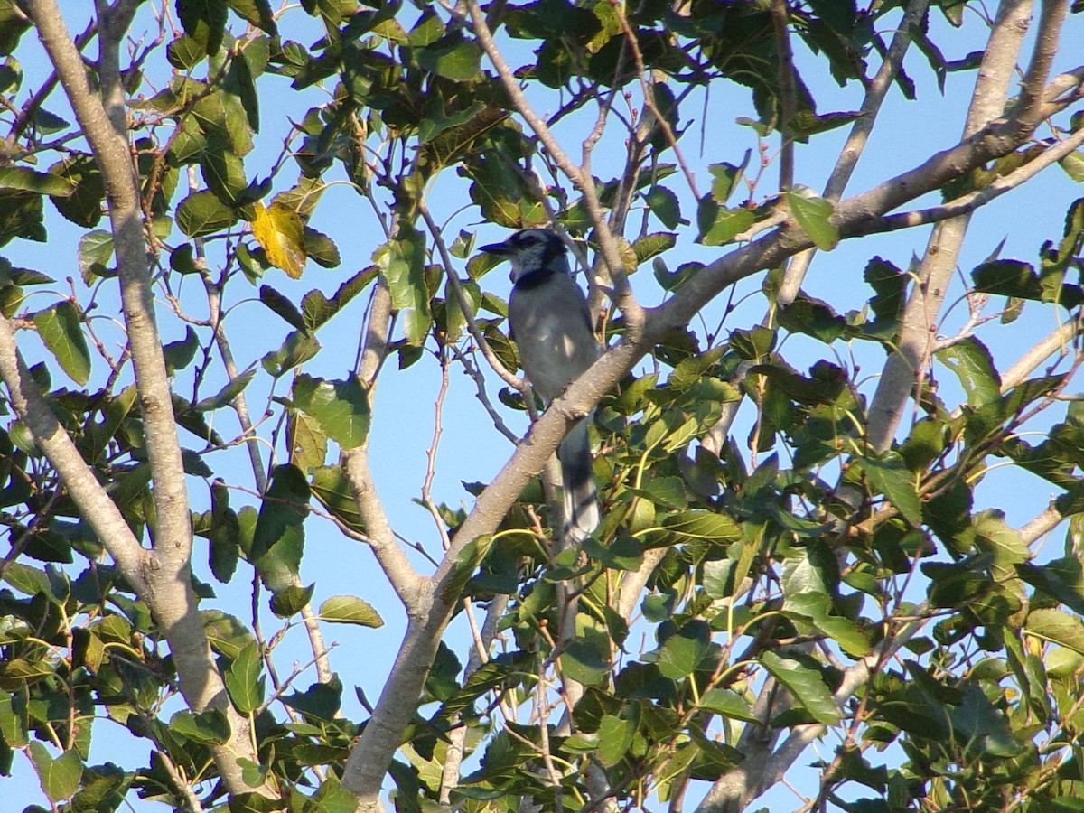 Blue Jay - ML641294800