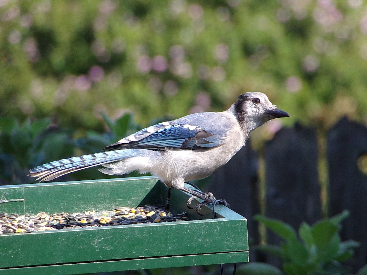 Blue Jay - ML641294801