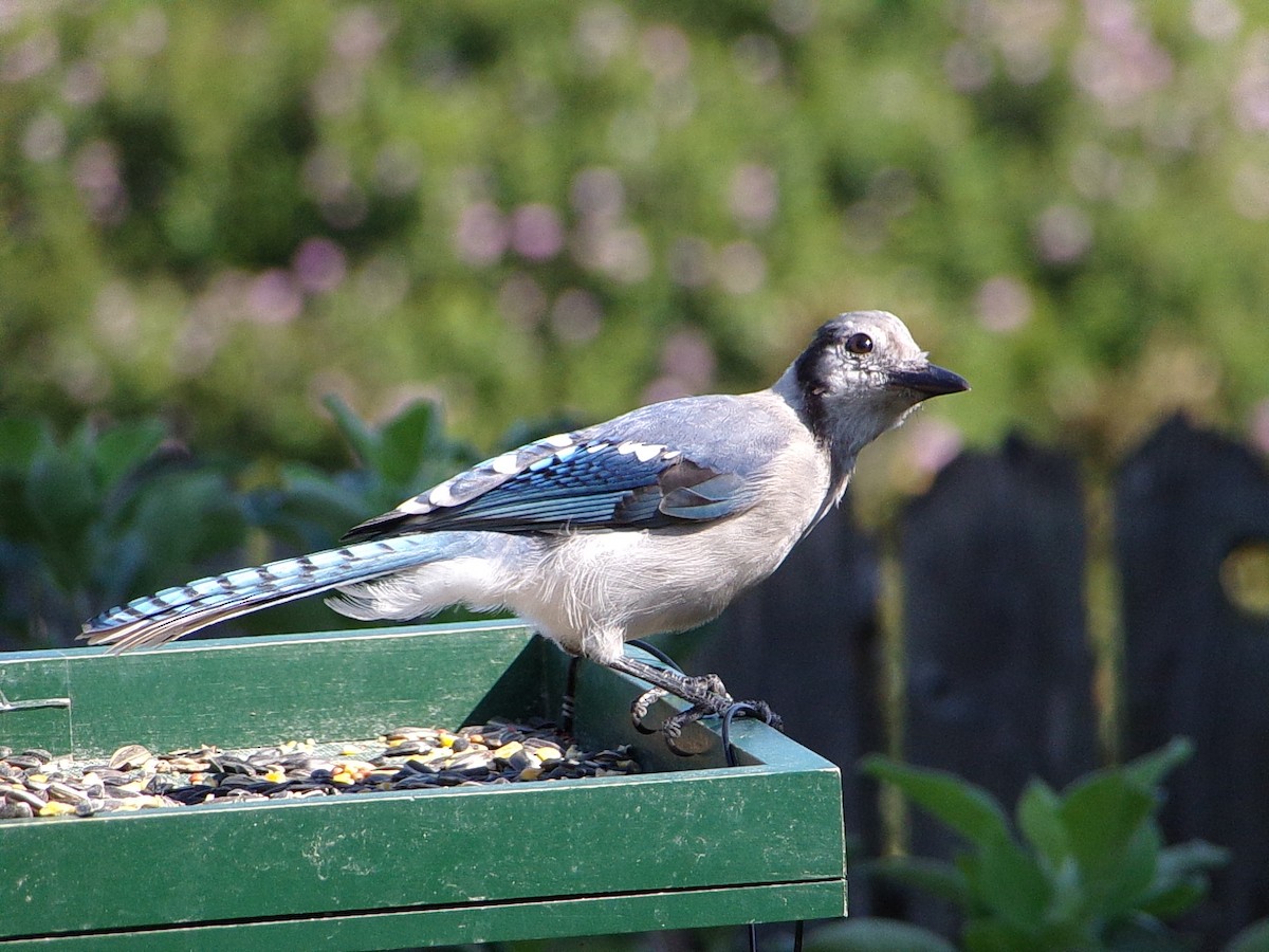 Blue Jay - ML641294802