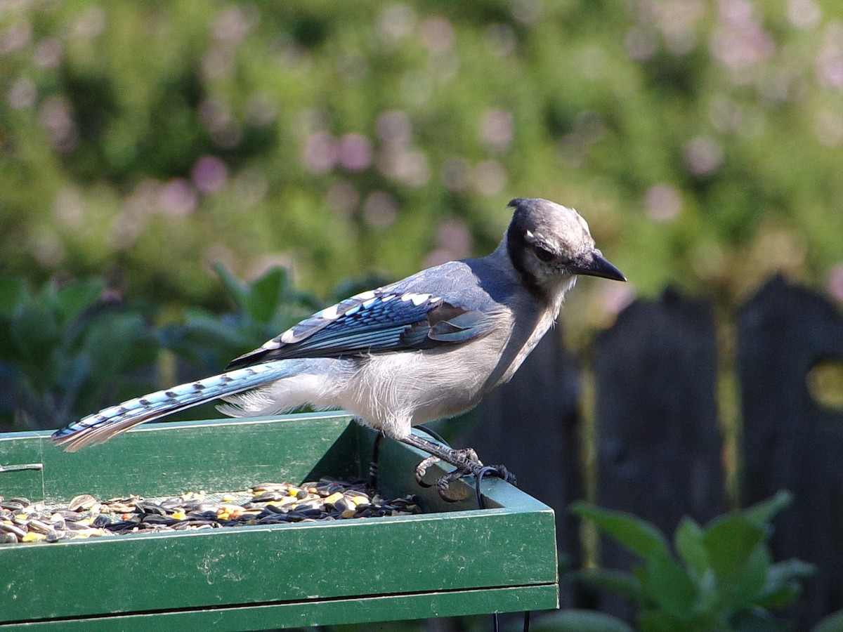 Blue Jay - ML641294803