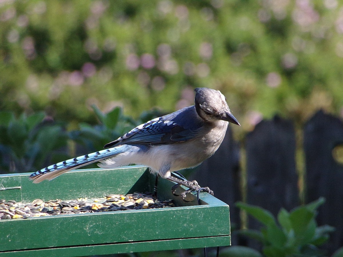 Blue Jay - ML641294804