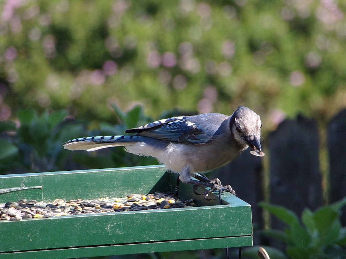 Blue Jay - ML641294805