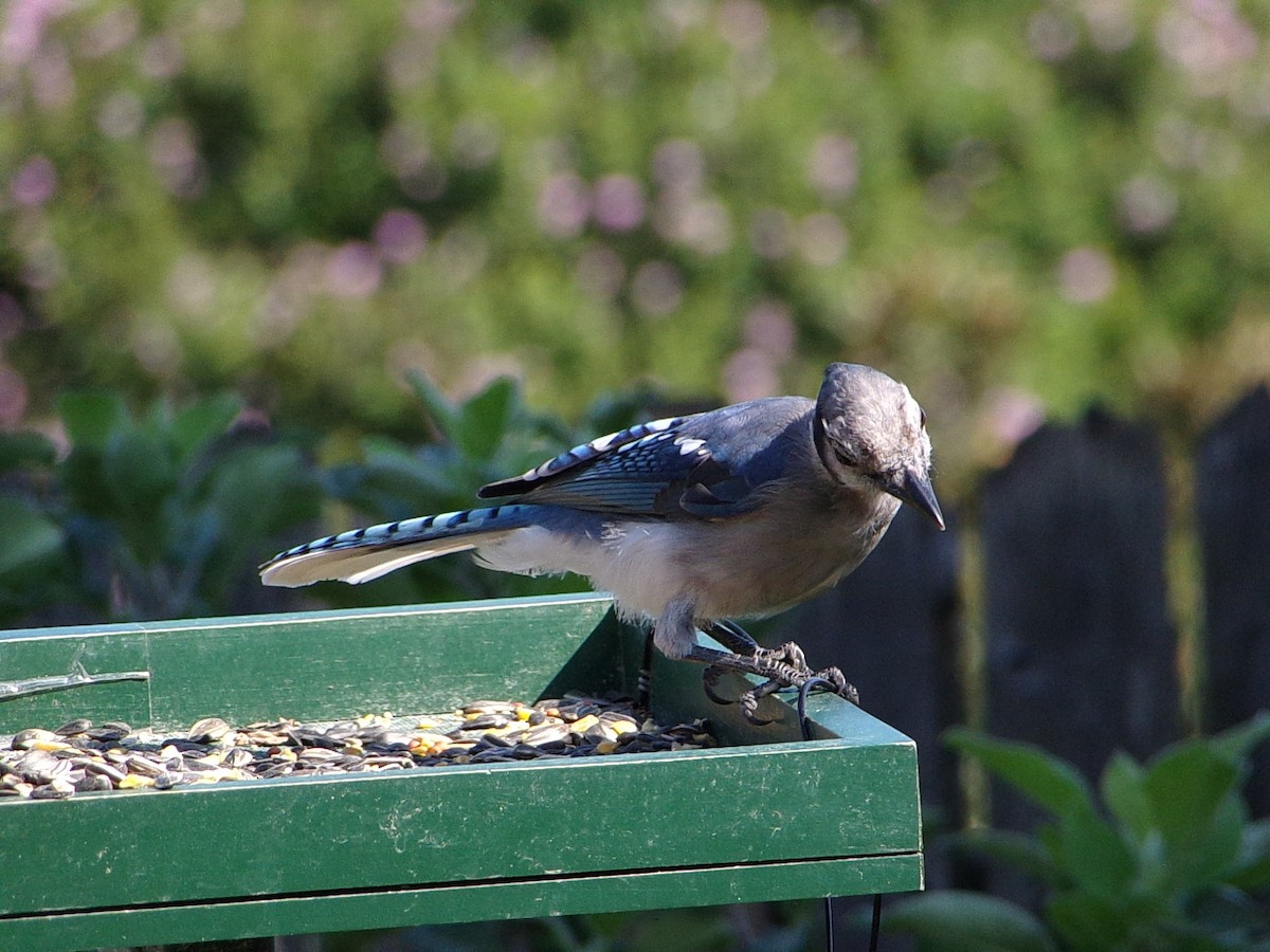 Blue Jay - ML641294806