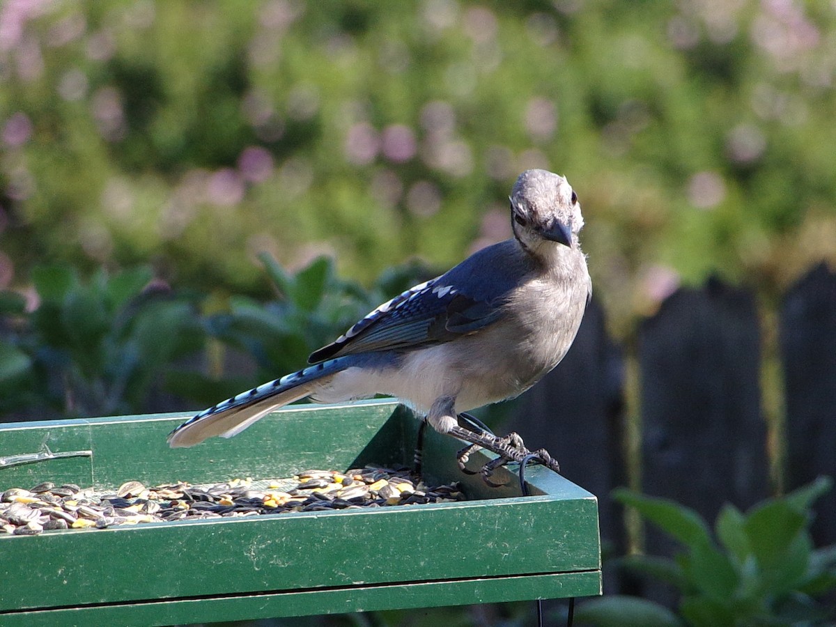 Blue Jay - ML641294808