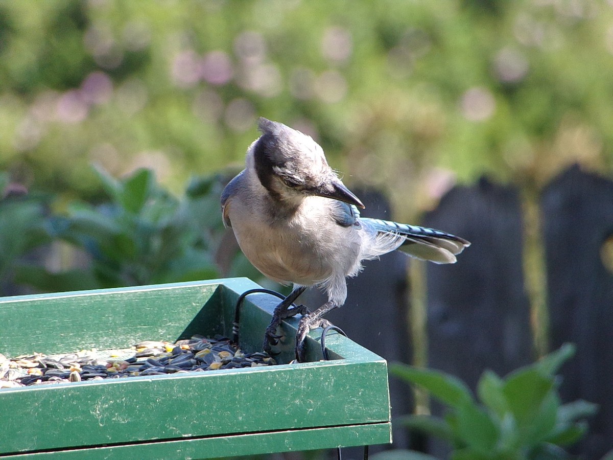 Blue Jay - ML641294811