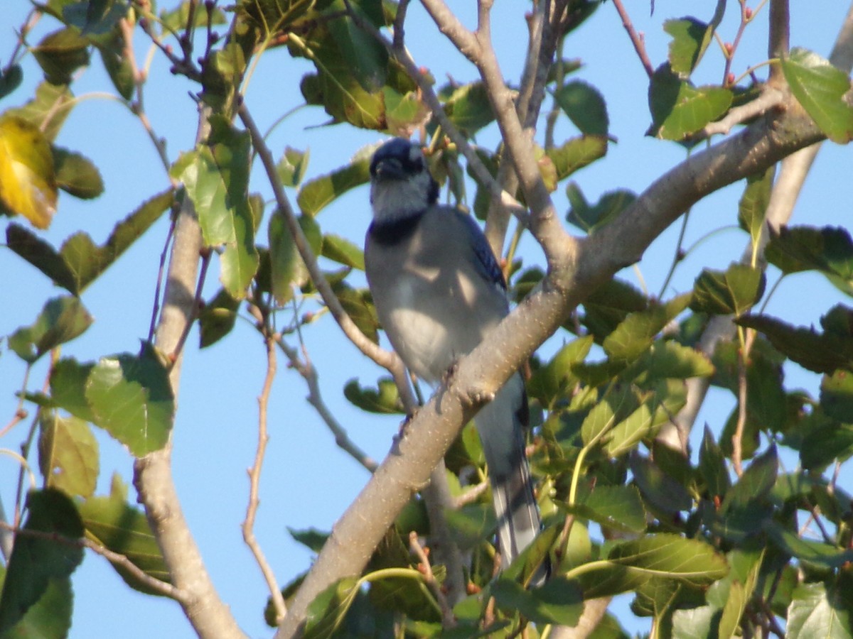 Blue Jay - ML641294812
