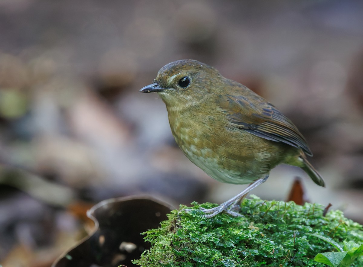 Lesser Shortwing - ML641294832