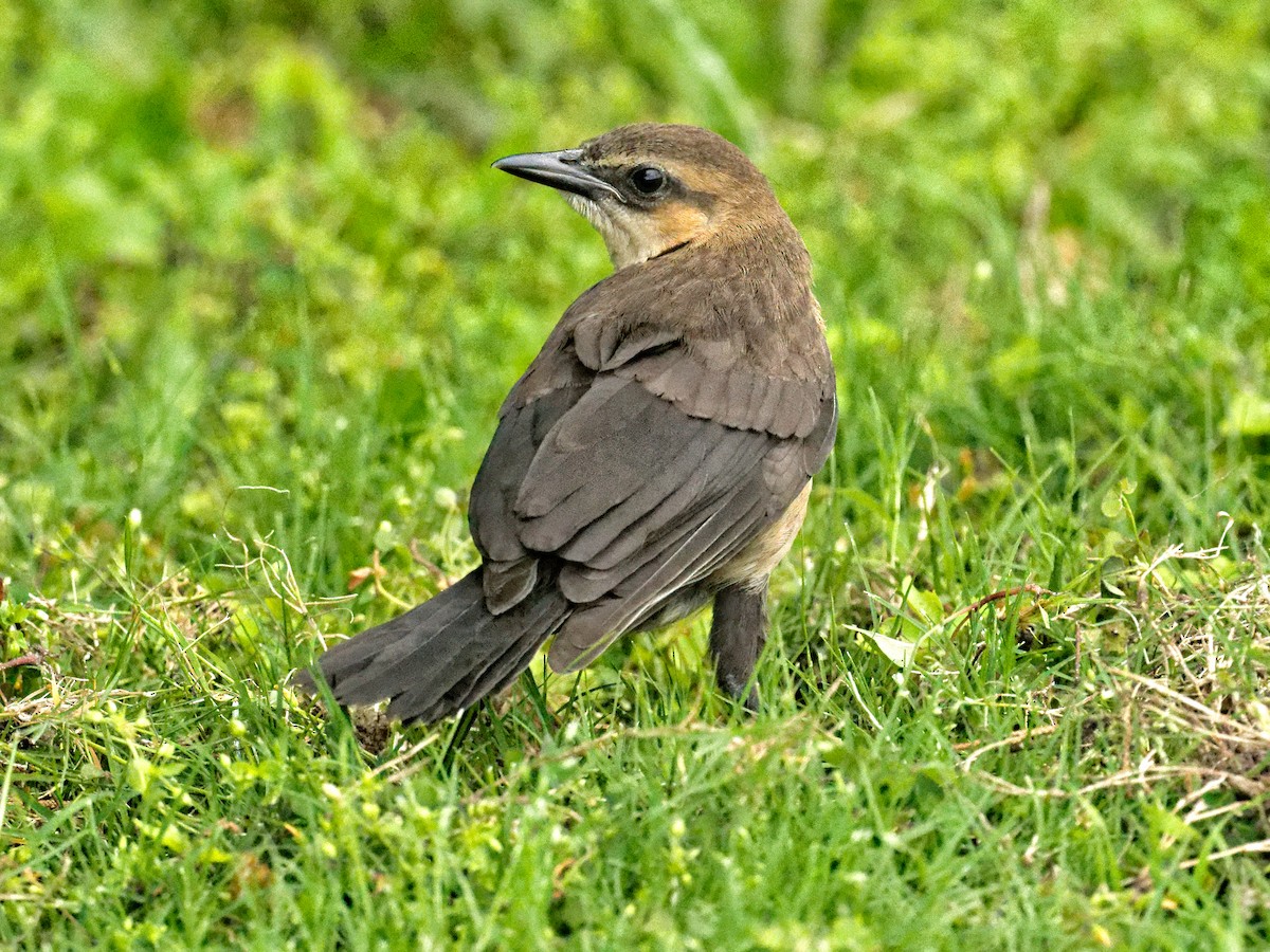 Boat-tailed Grackle - ML641294833