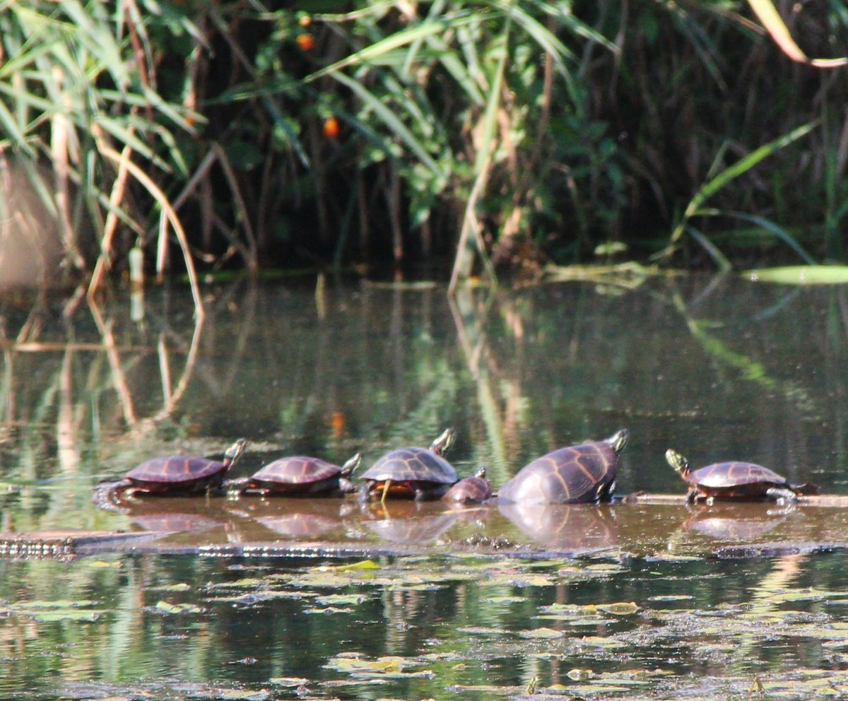 Animals - ML641294834