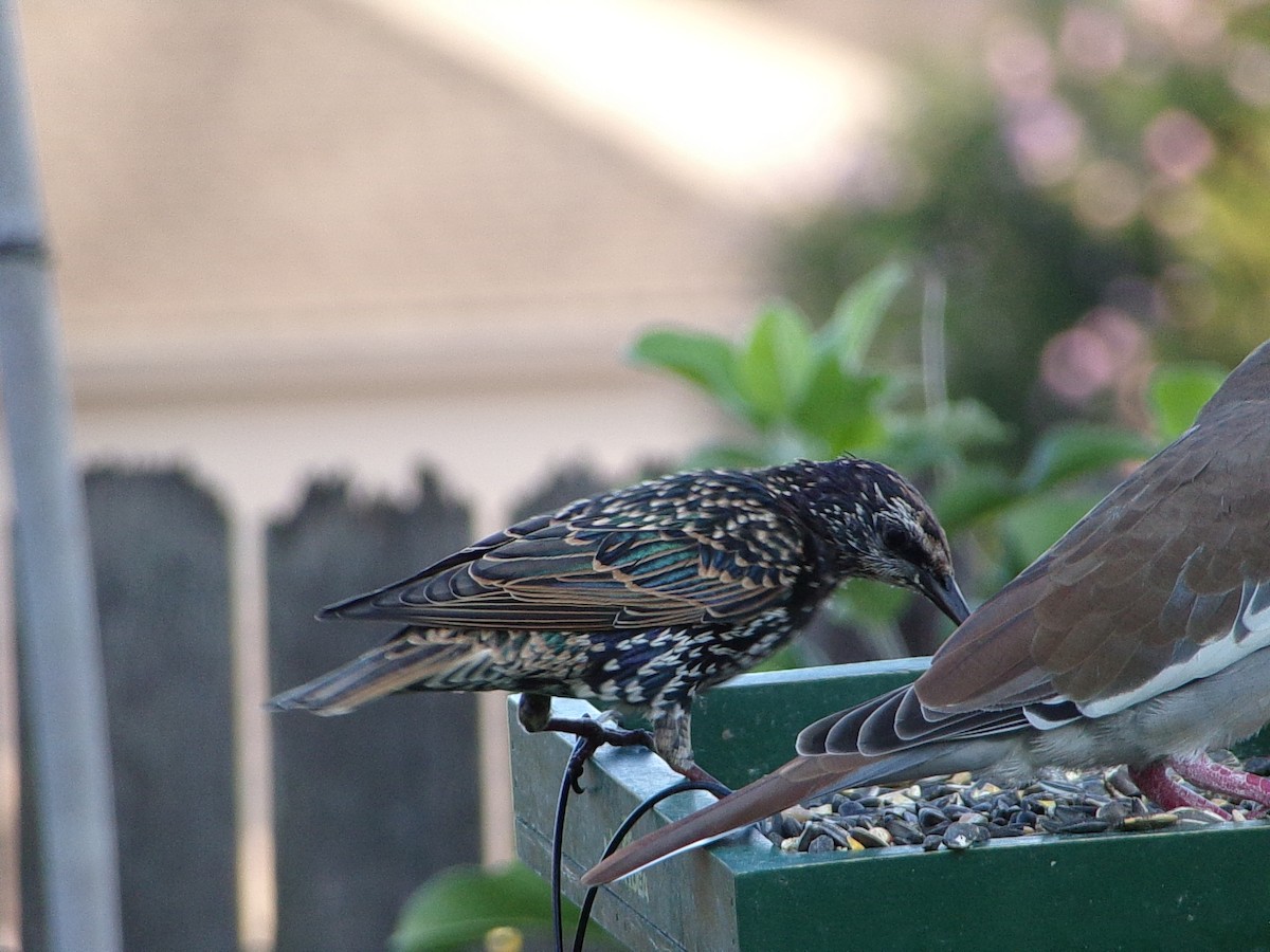 European Starling - ML641294835