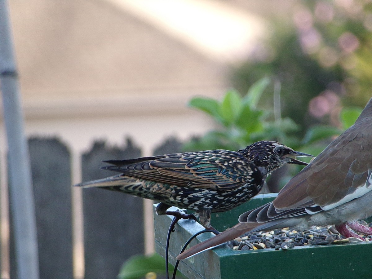 European Starling - ML641294836