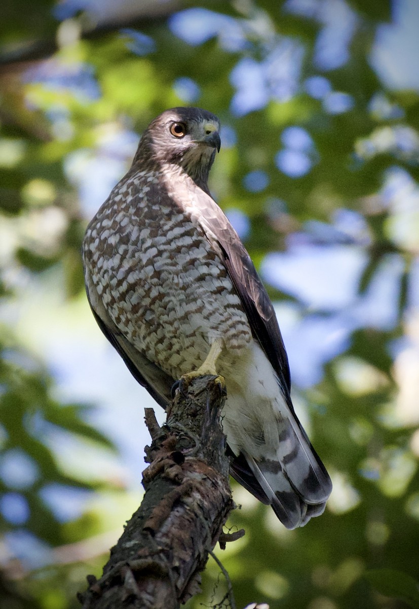 Broad-winged Hawk - ML641294866