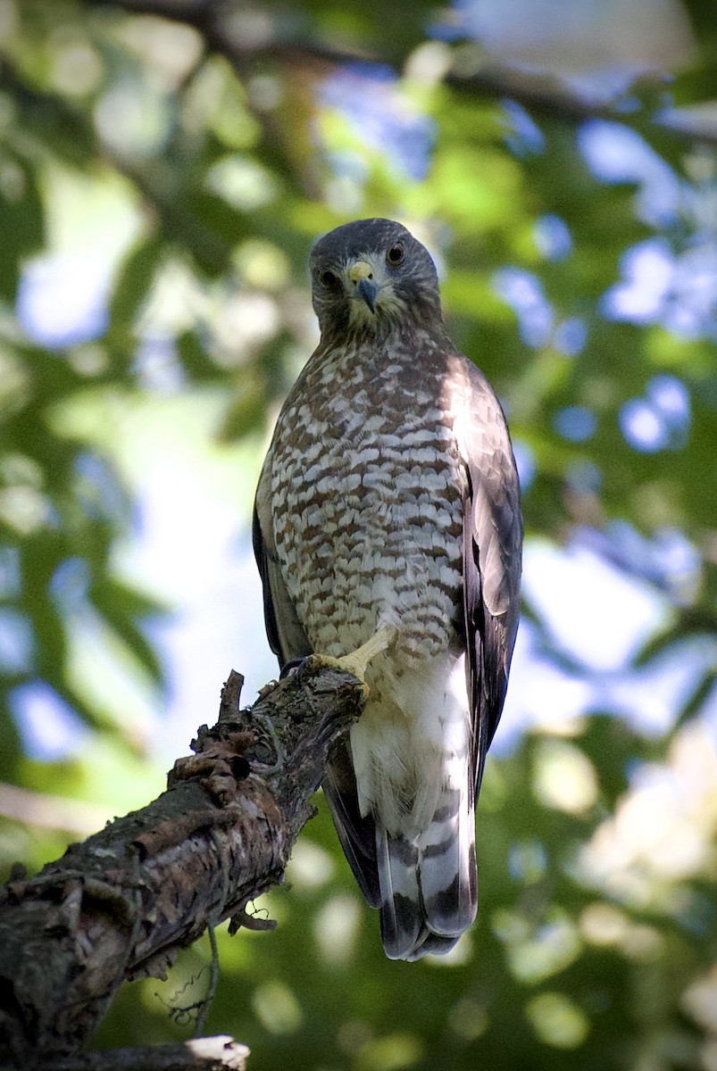 Broad-winged Hawk - ML641294867