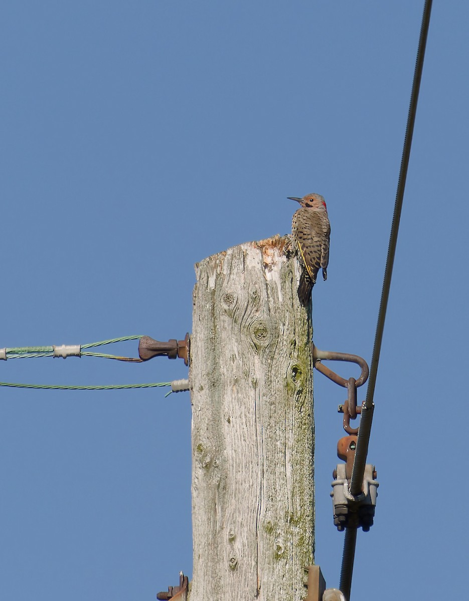 Northern Flicker - ML641294873