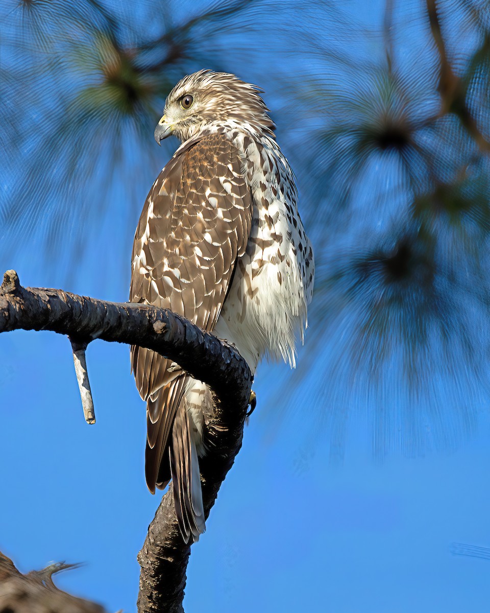 Red-shouldered Hawk - ML641294887
