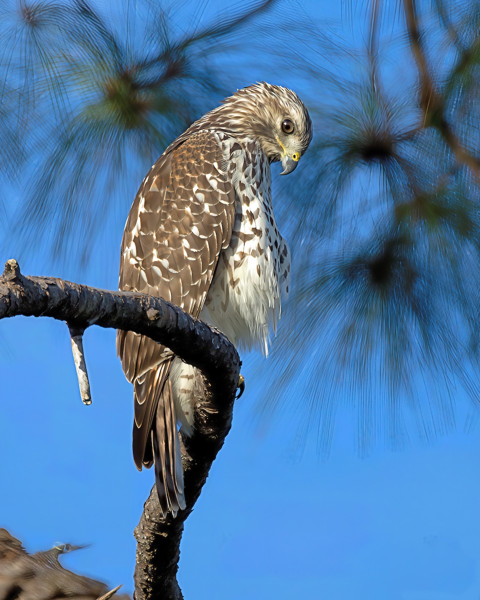 Red-shouldered Hawk - ML641294888