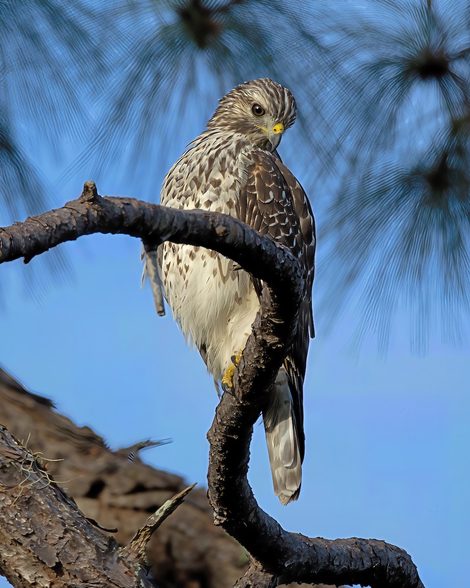 Red-shouldered Hawk - ML641294890