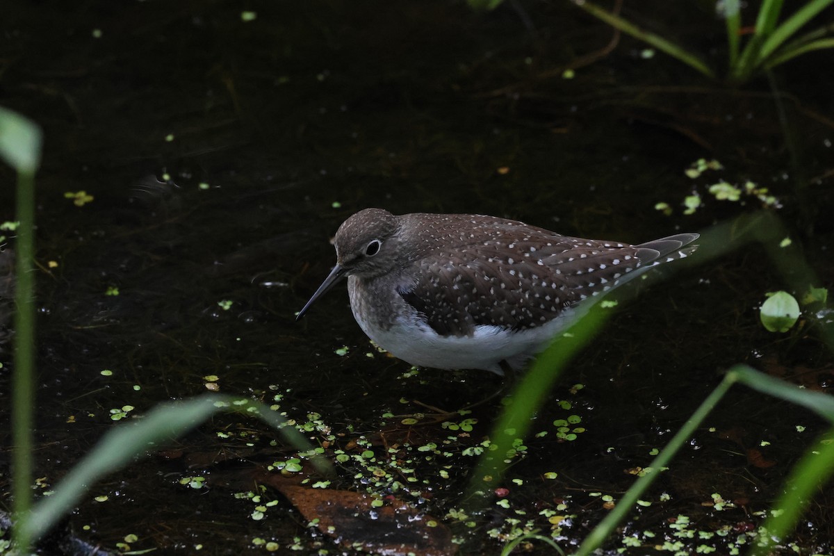 Solitary Sandpiper - ML641294908